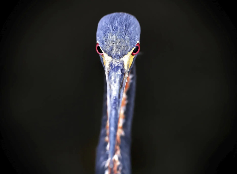 Juvenile Tricoloured Heron (Egretta tricolor) stares at visitors to Lake Eola Park in downtown Orlando, Florida, USA